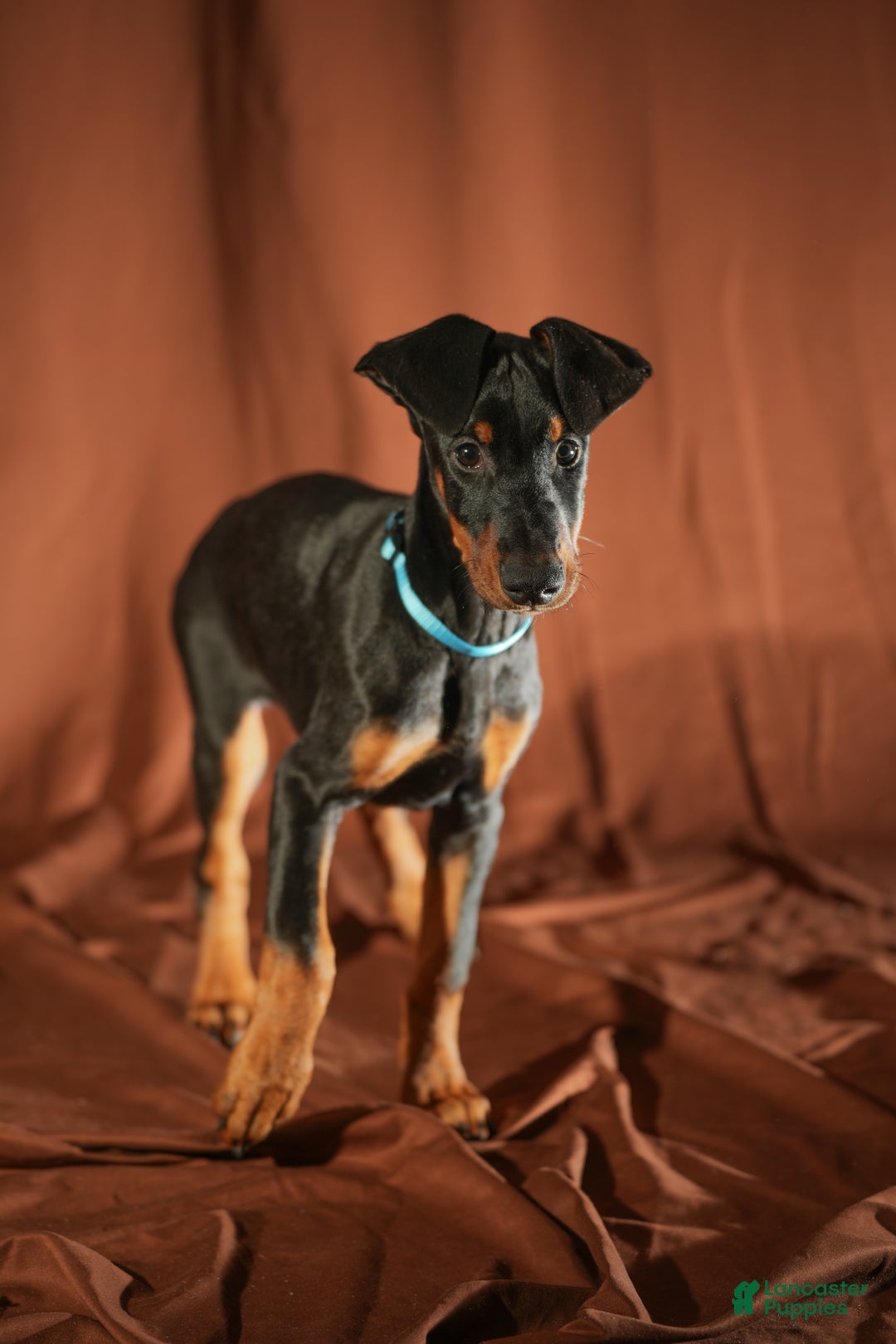 Doberman Pinscher dogs for sale: Blue - Ad 8