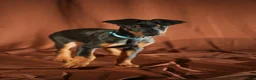 Doberman Pinscher dogs for sale: FULL AKC - Blue - Ad 9