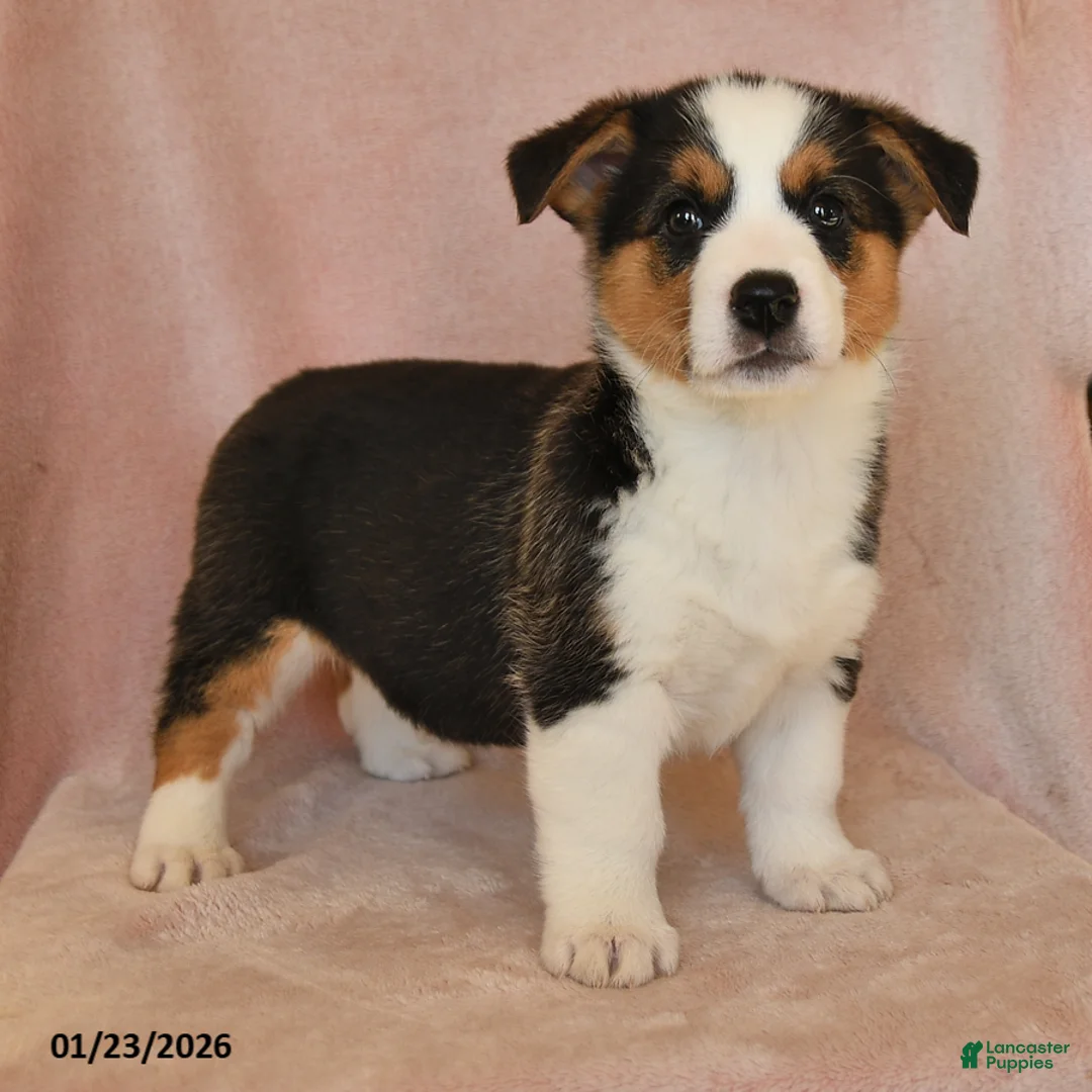 Welsh Corgi Pembroke dogs for sale: Irene - Ad 8