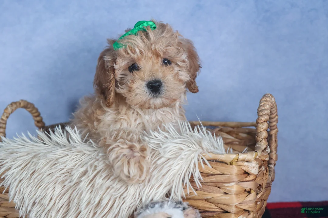 Cavapoo dogs for sale: FRANKIE - Ad 5