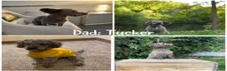 Mixed Breed dogs for sale: Tiana  - Ad 4