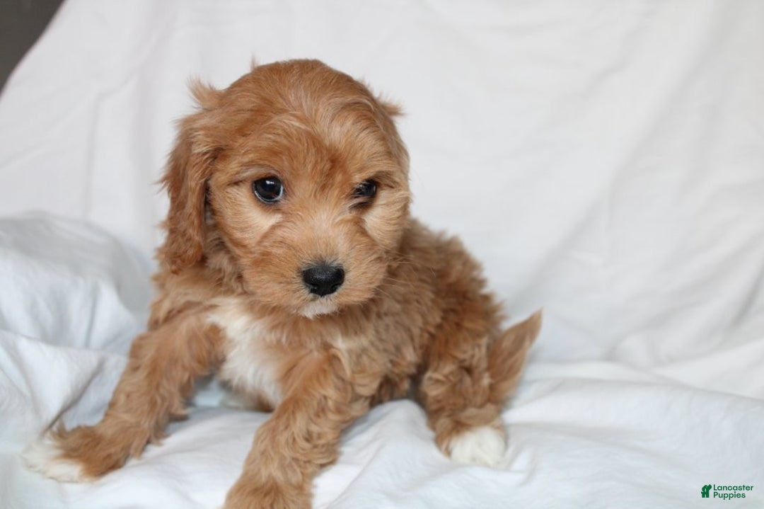 Mixed Breed dogs for sale: CavaPooChon female - JELLY BEAN - Ad 2