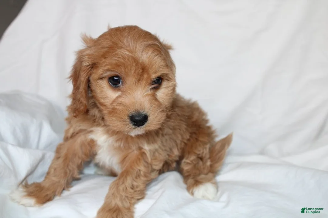 Mixed Breed dogs for sale: CavaPooChon female - JELLY BEAN - Ad 2