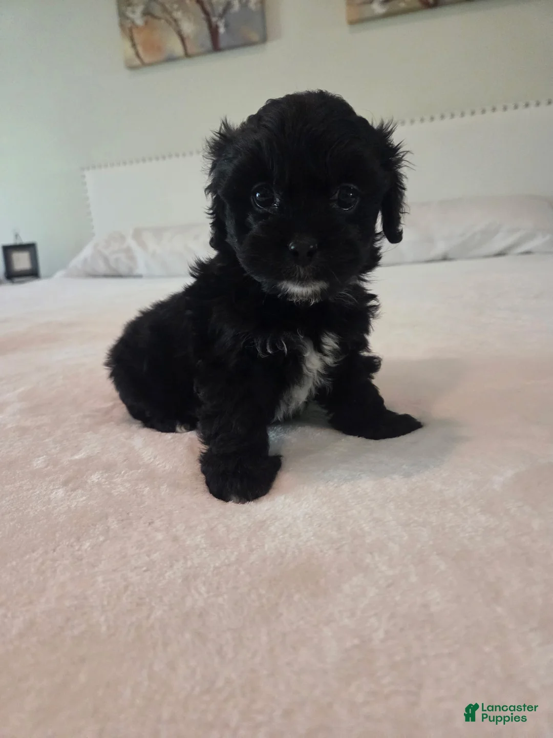 Maltipoo dogs for sale: Roy  - Ad 1