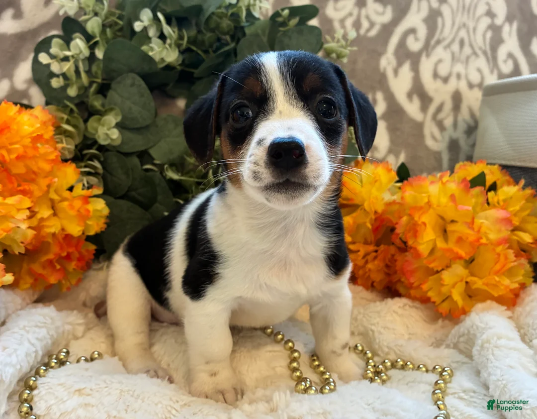 Jack Russell Terrier dogs for sale: Autumn  - Ad 1