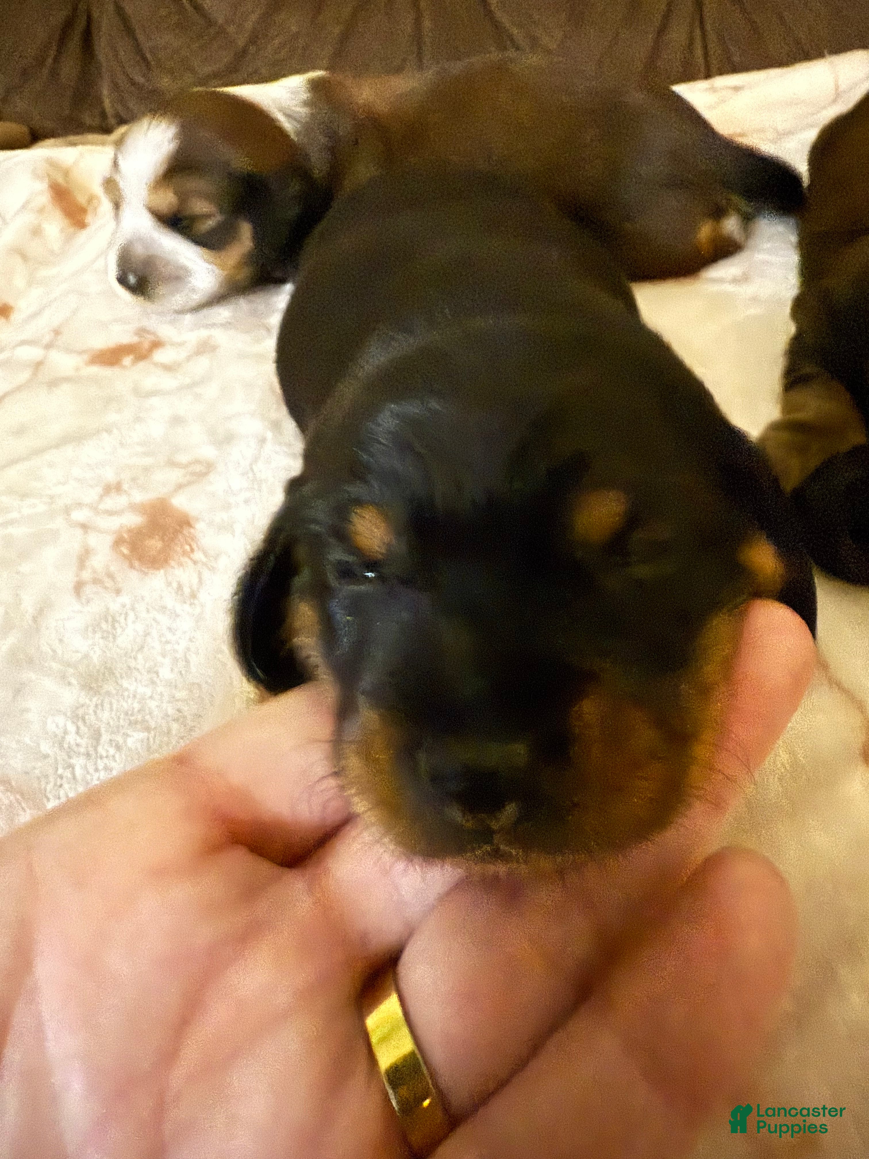 Dachshund dogs Dachshund Puppy 3 - Ad 4