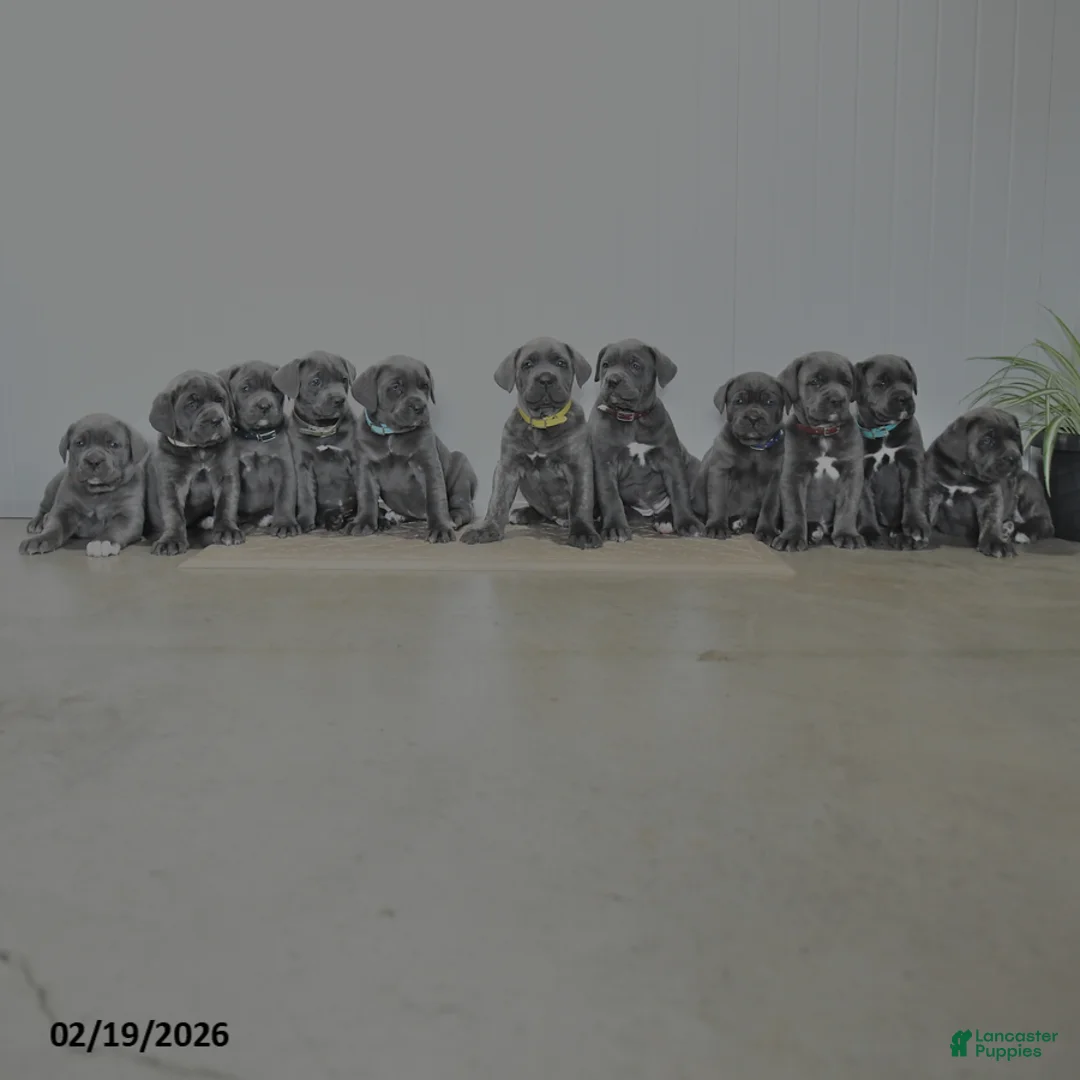 Cane Corso dogs for sale: Grayson - Ad 5