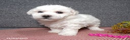 Bichon Frise dogs for sale: Snowy - Ad 2