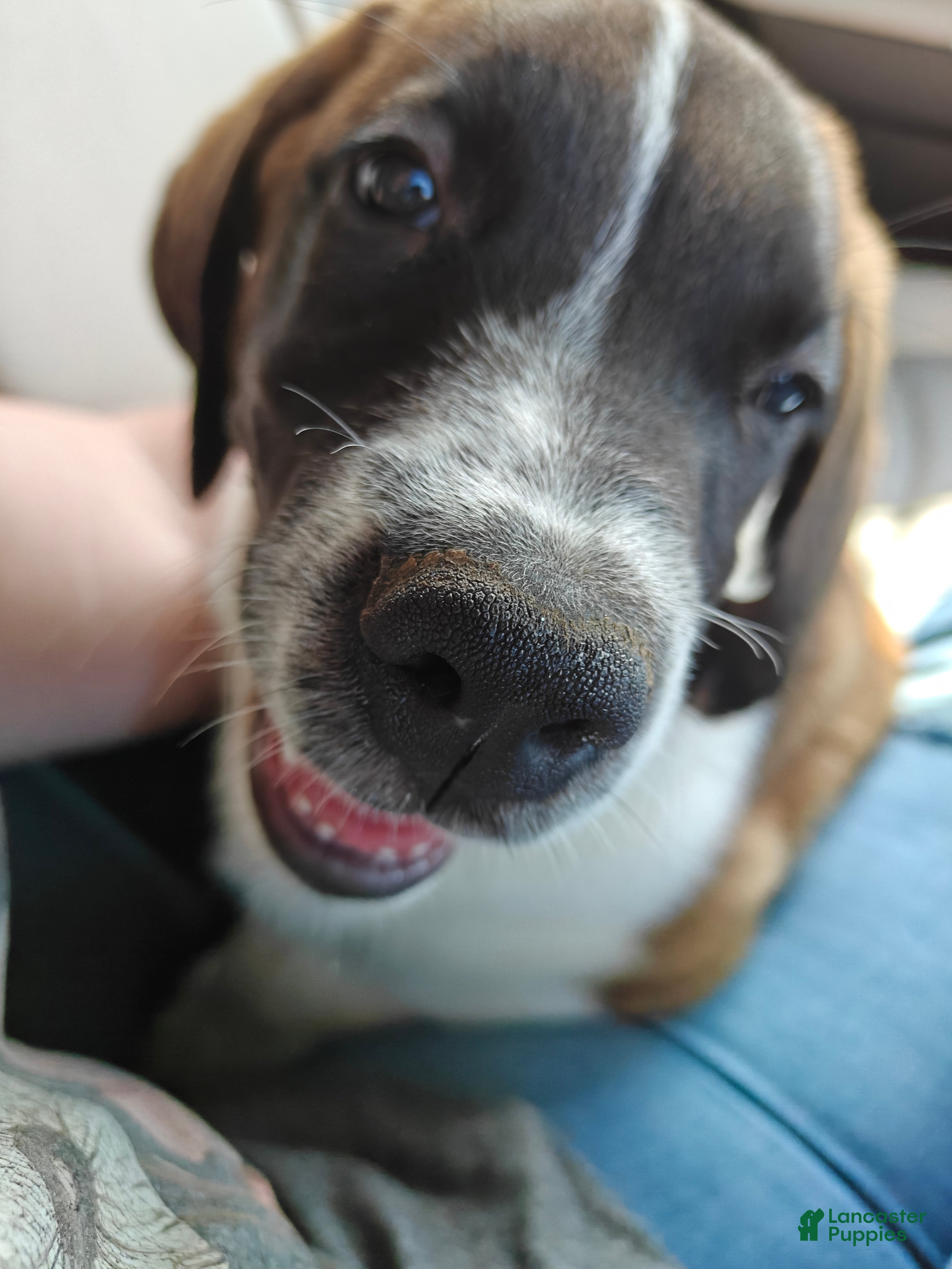 Saint Bernard