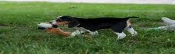 Beagle dogs for sale: 💕Millie Mae 🐶 - Ad 14