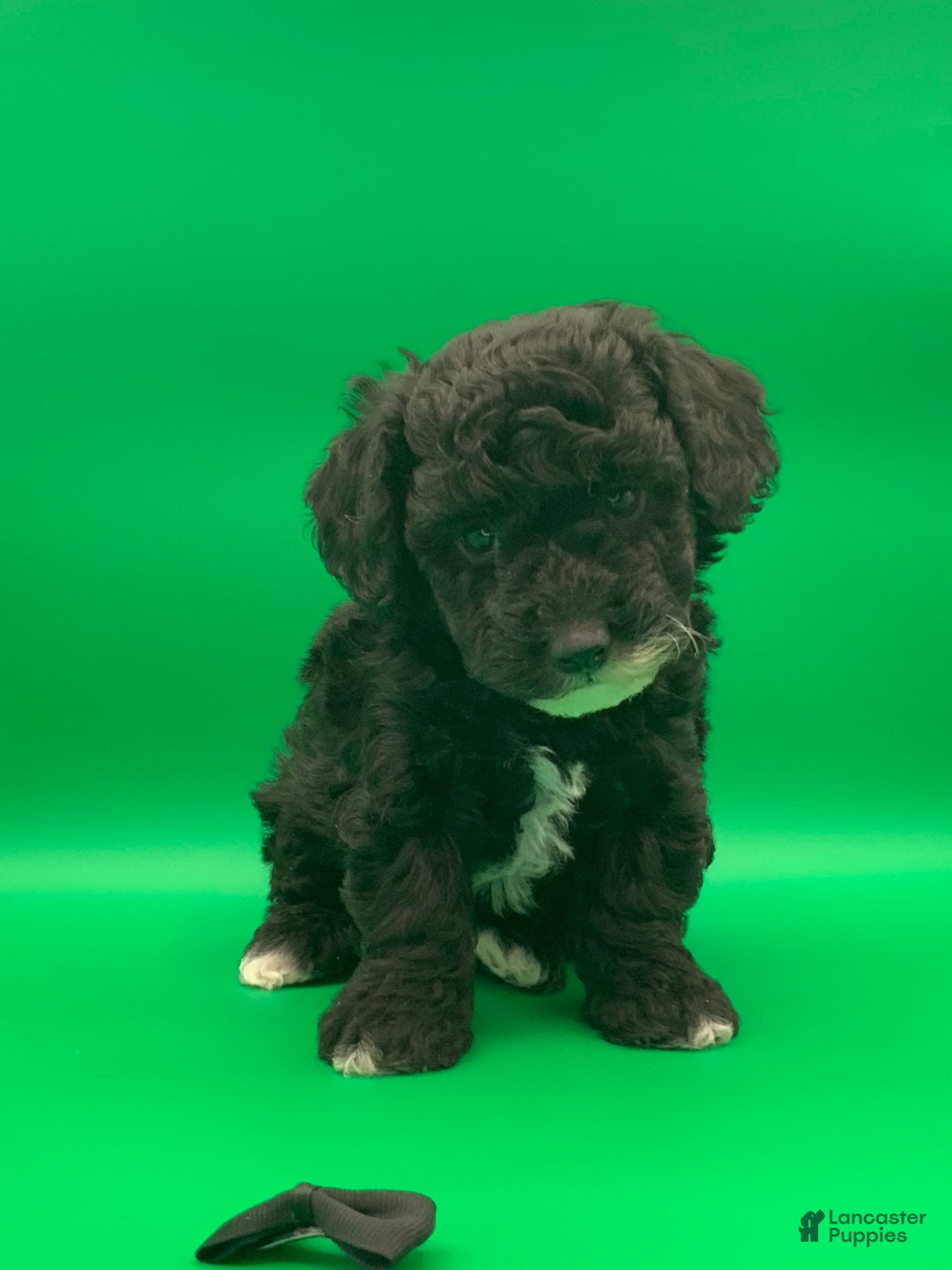 Toy Poodle dogs for sale: Billy - Ad 5
