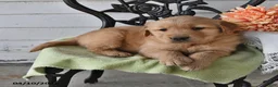 Golden Retriever dogs for sale: Roy  - Ad 14