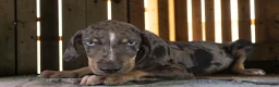 Catahoula Leopard Dog dogs for sale: Tracy II 2026 Male 2 - Ad 9