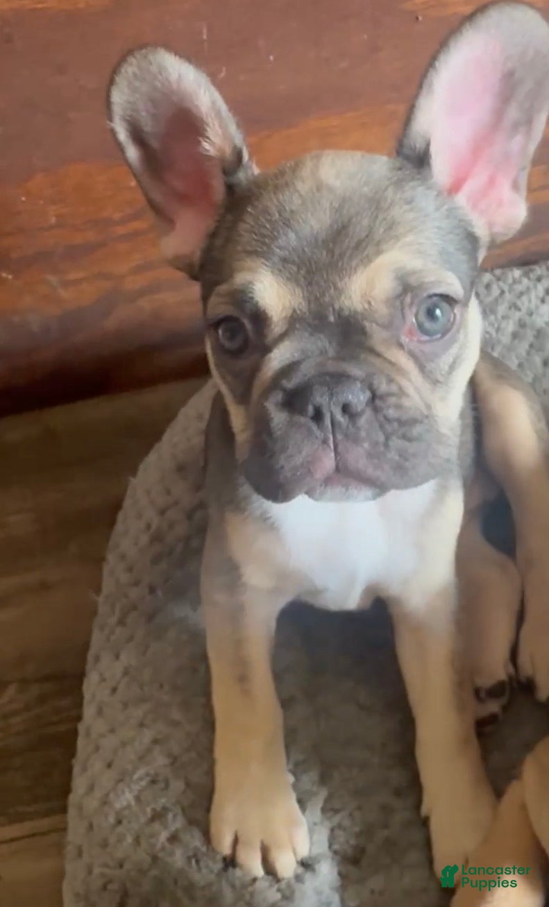 French Bulldog dogs ASHANTI - Our Lilac Tan Fawn “Chameleon” Beauty! - Ad 42