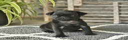 Pug dogs for sale: Teddy  - Ad 5