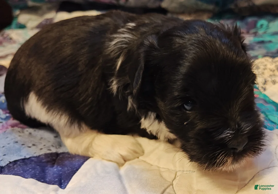 Miniature Schnauzer dogs for sale: Miniature Schnauzer Boy 1 - Ad 6