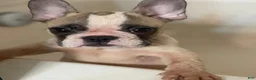 French Bulldog dogs for sale: Rollie Pollie Ollie - Ad 1