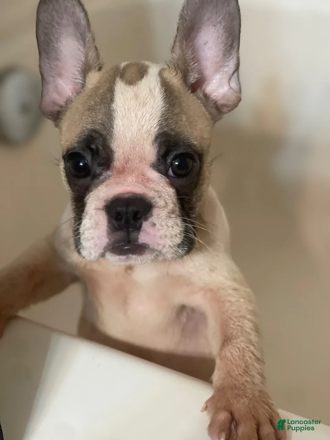 French Bulldog dogs for sale: Rollie Pollie Ollie - Ad 1
