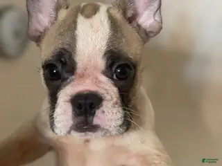 French Bulldog dogs Rollie Pollie Ollie - Ad 41
