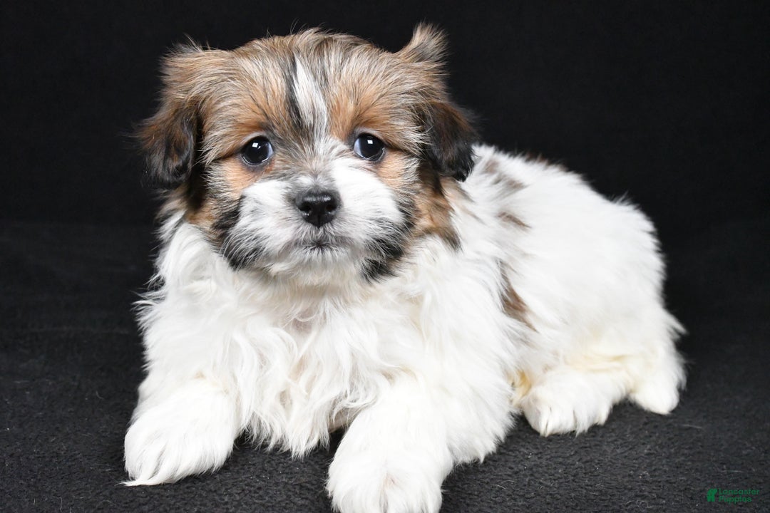 Mixed Breed dogs for sale: Amber - Ad 1