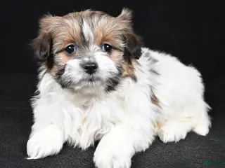 Mixed Breed dogs Amber - Ad 36