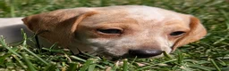Miniature Dachshund dogs for sale: Eclair - Ad 8