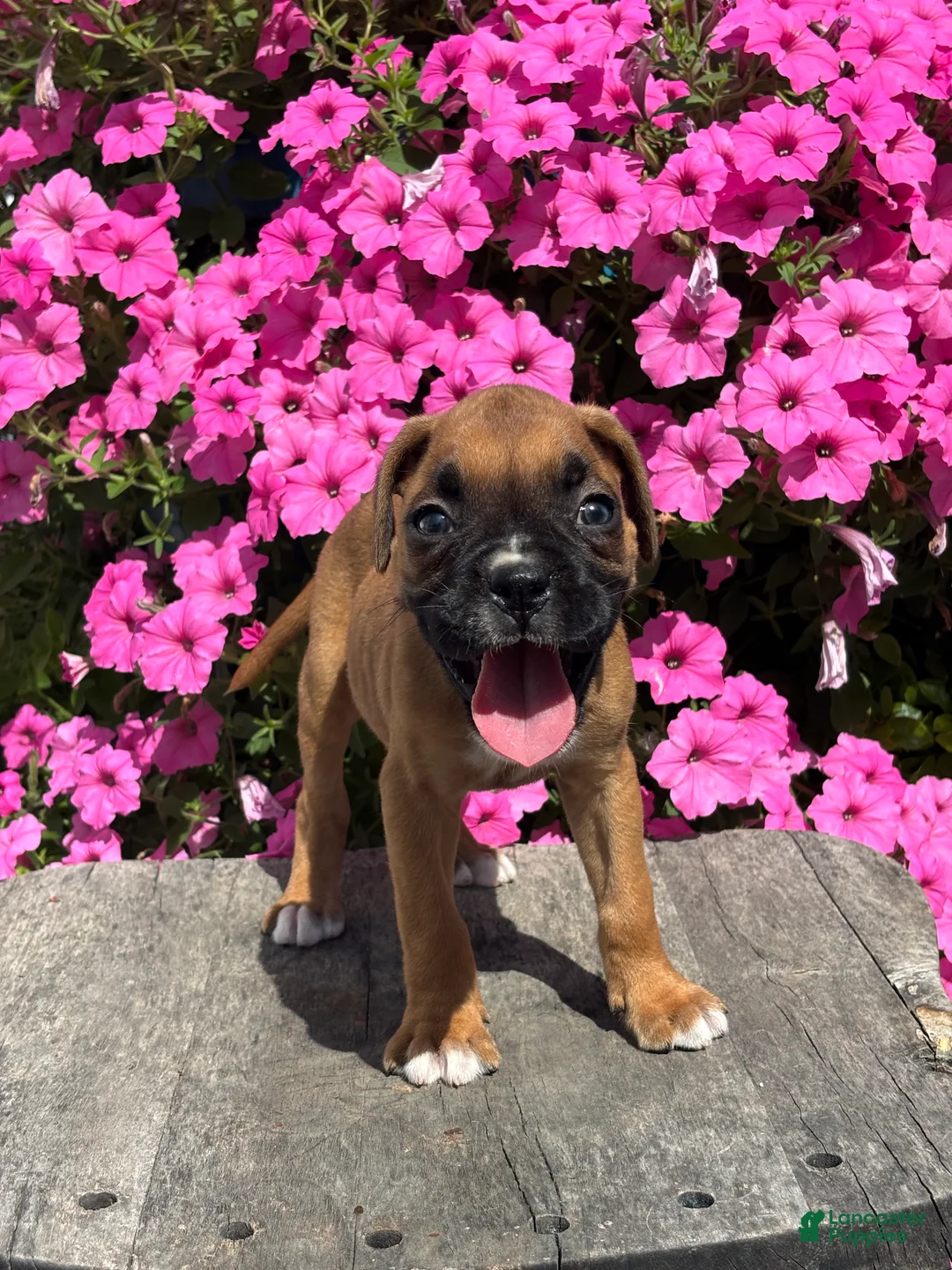 Boxer dogs for sale: Monika - Ad 3