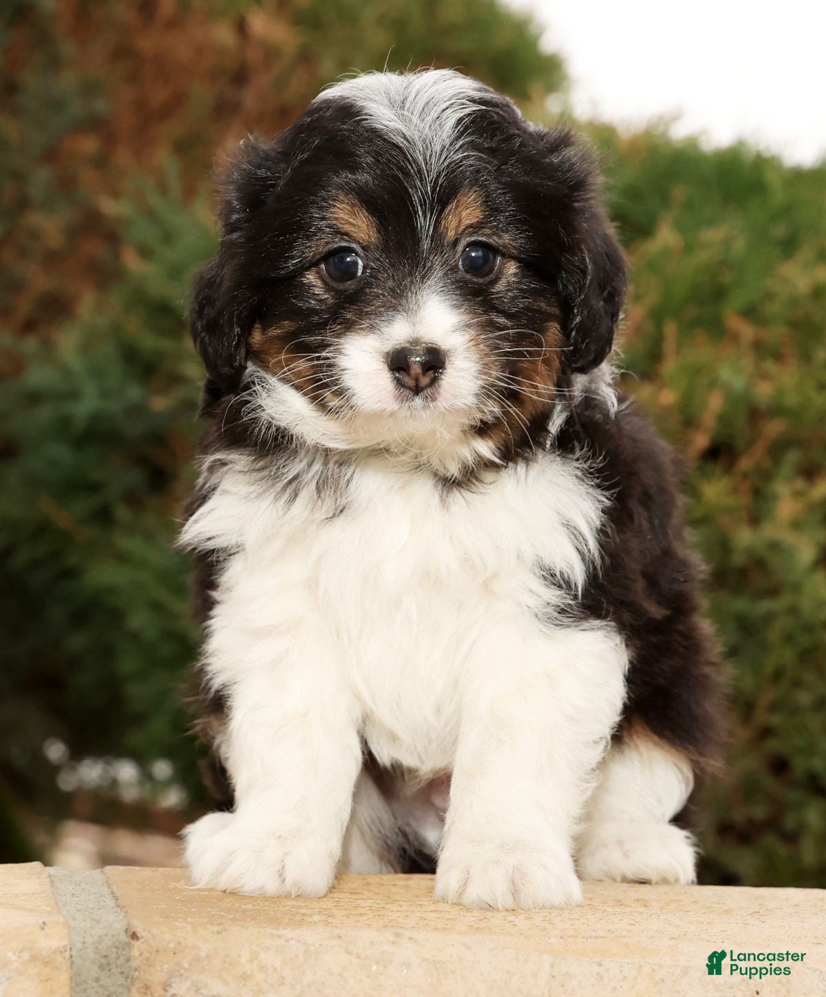 Mini Aussiedoodle dogs West - Ad 15