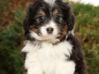 Mini Aussiedoodle dogs West - Ad 15