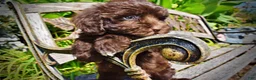 Havapoo dogs for sale: Jolene-LABOR DAY SALE-TAKE $100 OFF!!! - Ad 6