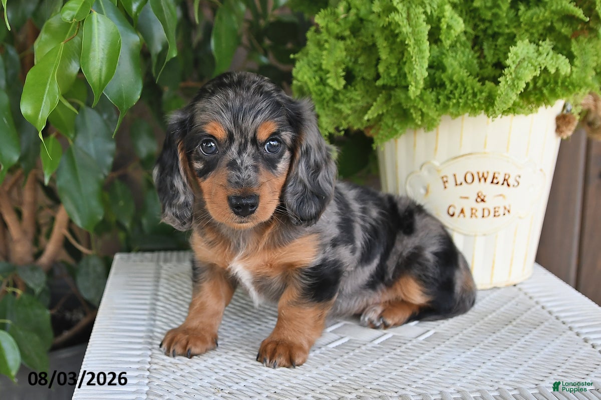 Miniature Dachshund dogs Serena - Ad 1