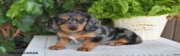 Miniature Dachshund dogs for sale: Serena - Ad 1