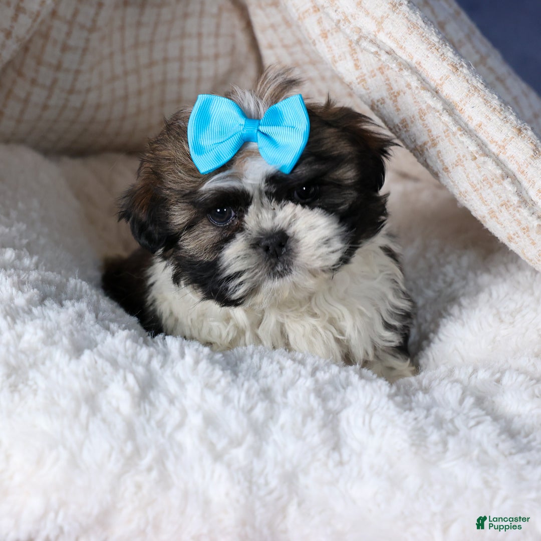 Shih Tzu dogs for sale: MOOSE - Ad 4