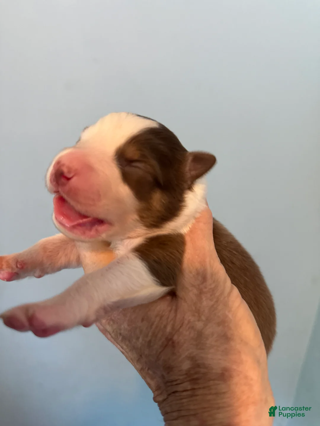 Australian Shepherd dogs for sale: Australian Shepherd Puppy 2 - Ad 2