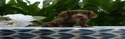 Miniature Dachshund dogs for sale: Couger - Ad 2