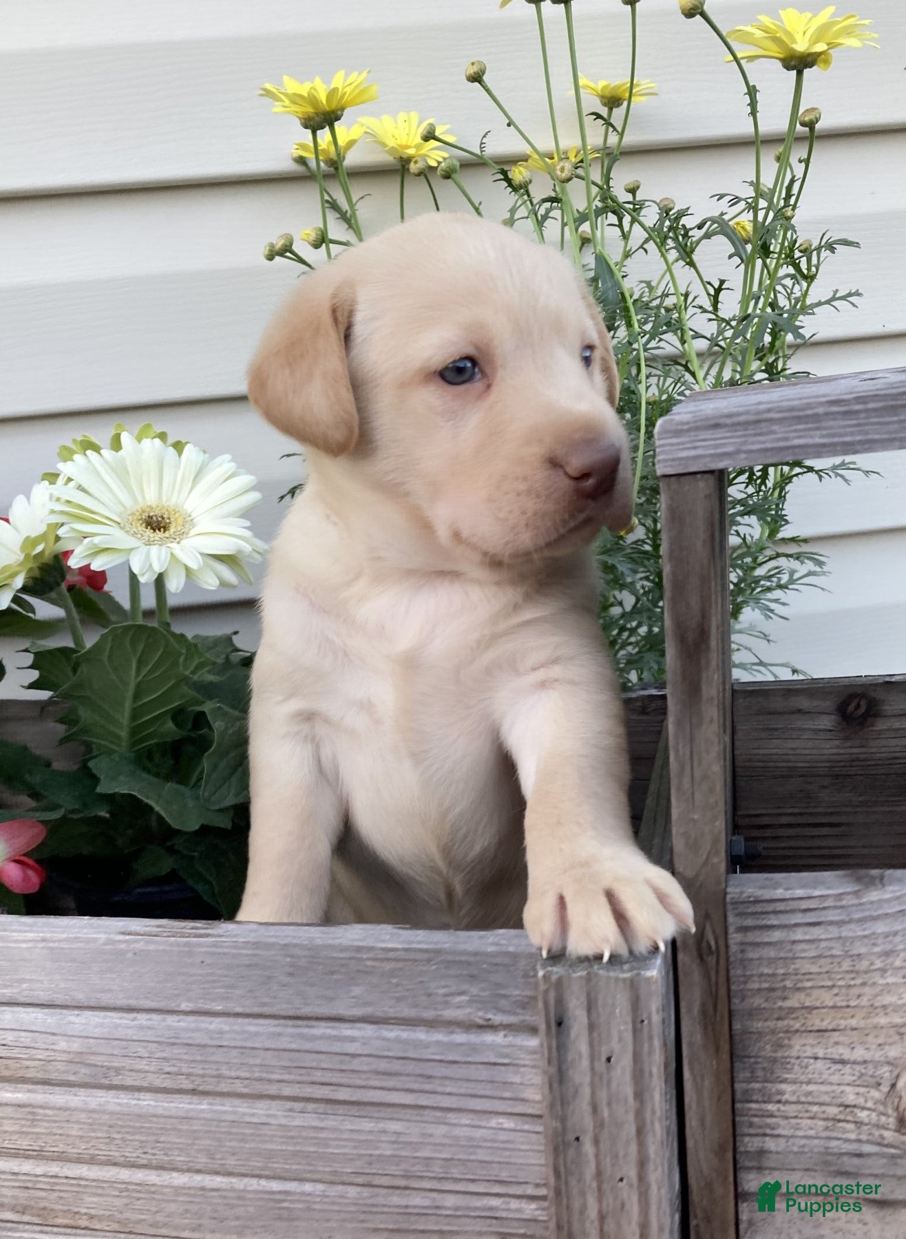 Labrador Retriever dogs for sale: Mandy - Ad 2
