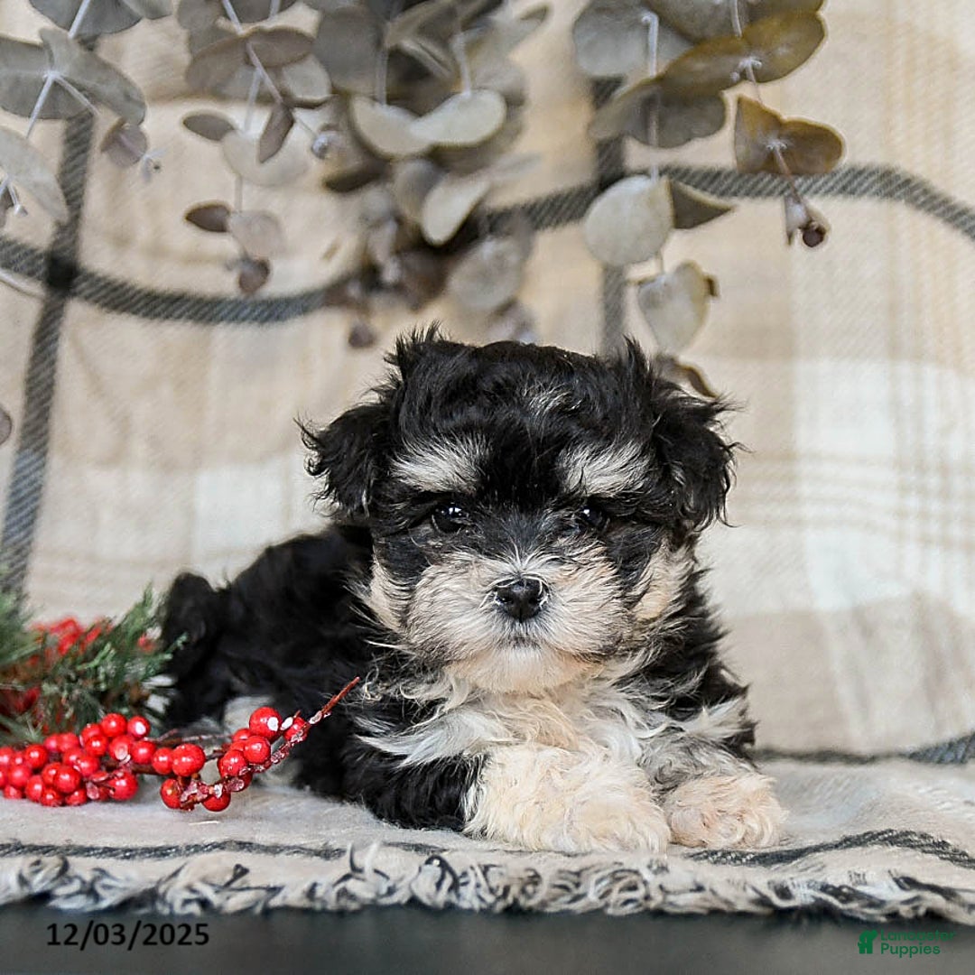 Maltipoo dogs for sale: Daisy - Ad 2