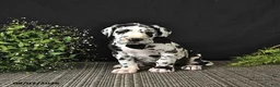 Great Dane dogs for sale: Easton - Ad 4