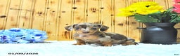 Miniature Dachshund dogs for sale: Major - Ad 3