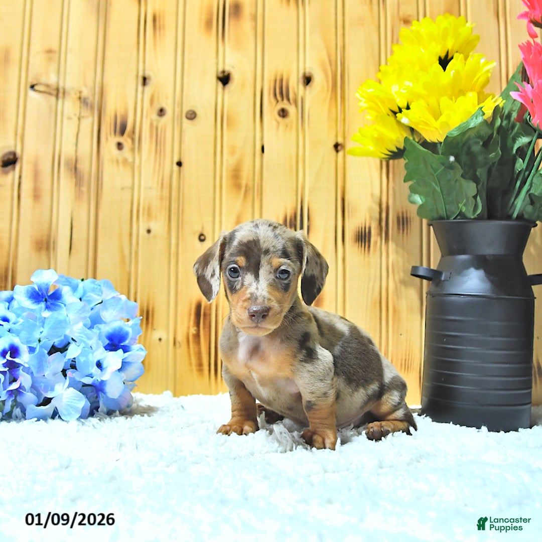 Miniature Dachshund dogs for sale: Major - Ad 3