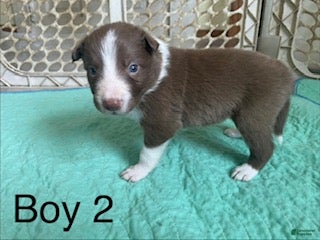 Border Collie dogs Border Collie 1 - Ad 15