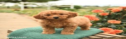 Mini Goldendoodle dogs for sale: Hershey - Ad 5