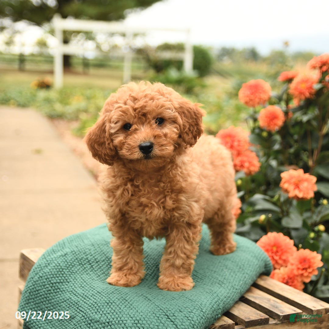 Mini Goldendoodle dogs for sale: Hershey - Ad 5