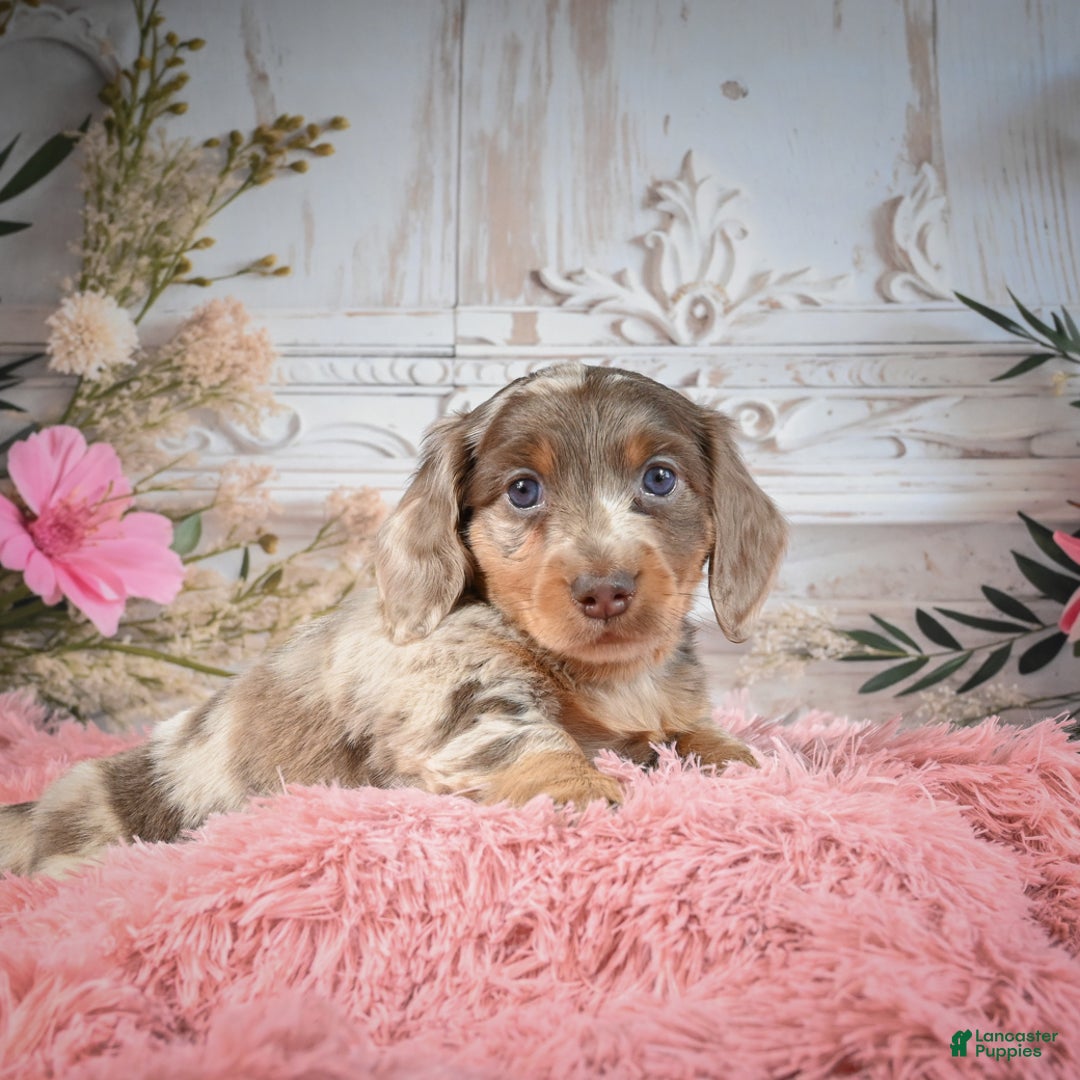 Miniature Dachshund dogs for sale: Rolex - Ad 3
