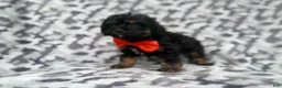 Cavapoo dogs for sale: Danny - Ad 5