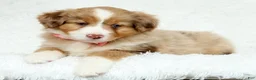 Australian Shepherd dogs for sale: Quinn - Ad 4