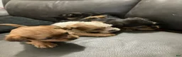 Mixed Breed dogs for sale: Unique - Ad 5