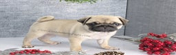 Pug dogs for sale: Marie Soft, Sweet, Playful Pug Pup! Great Christmas Present! - Ad 2