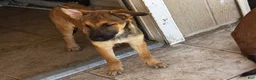 Belgian Malinois dogs for sale: Loquita - Ad 1