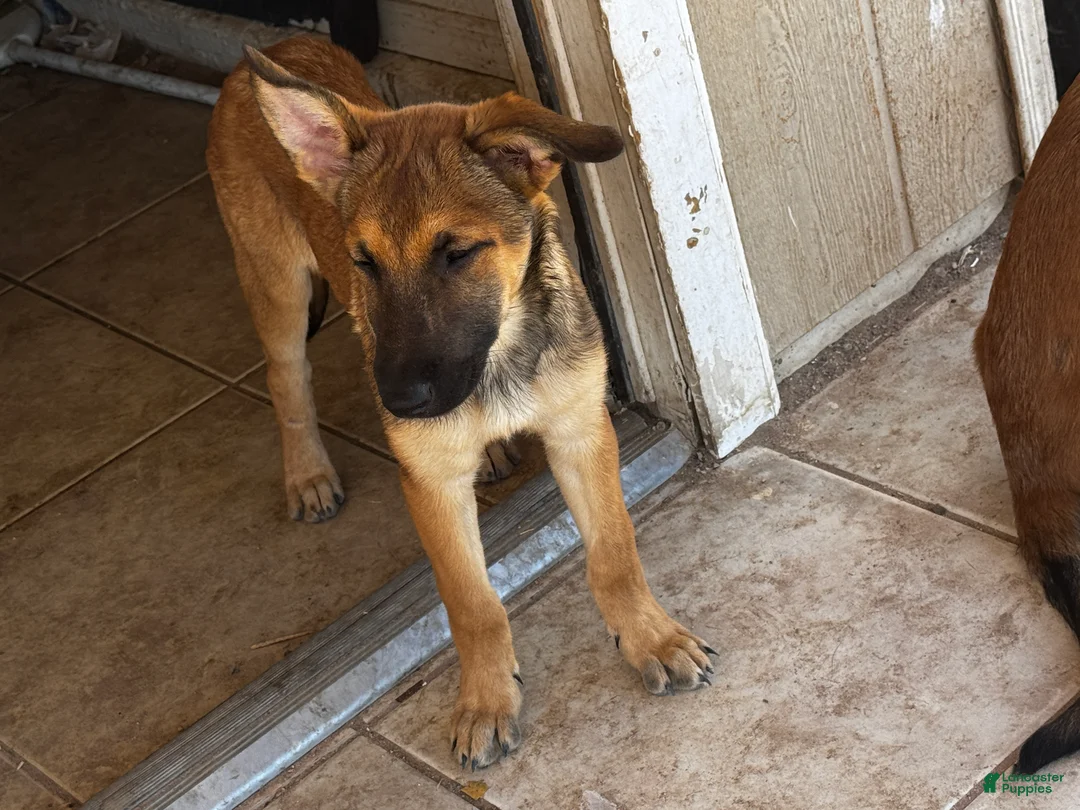 Belgian Malinois dogs for sale: Loquita - Ad 1